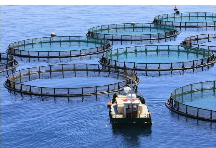 河道网箱养殖技术照片有何要点？-图2