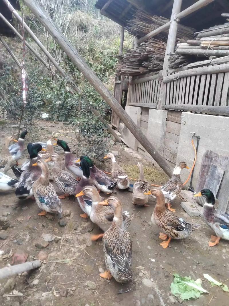 稻田养鸭适合选什么品种？-图1