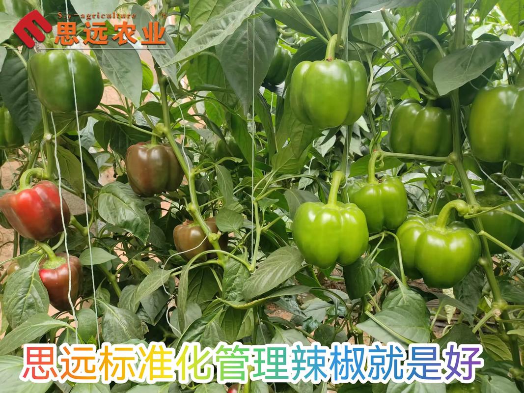 最新辣椒管理技术视频-图2