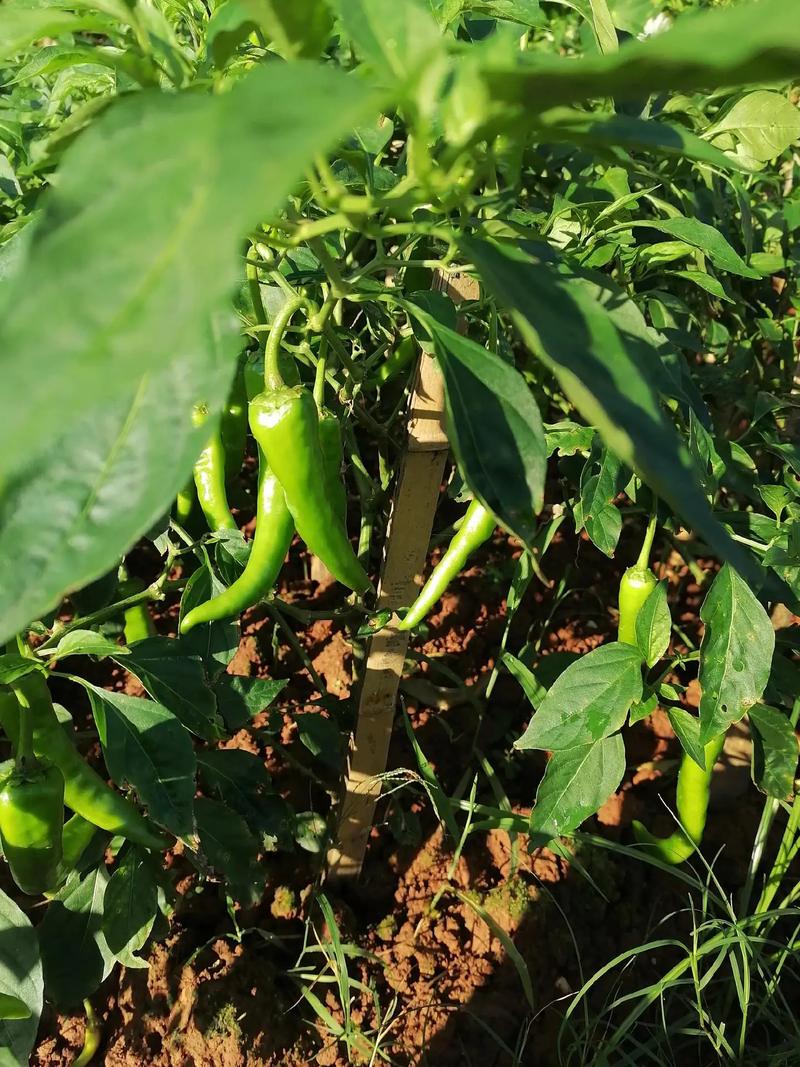 最新辣椒管理技术视频-图1