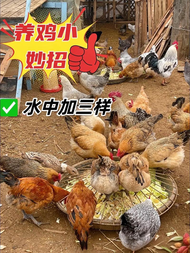 生态养鸡技术如何实现高效种草？-图2