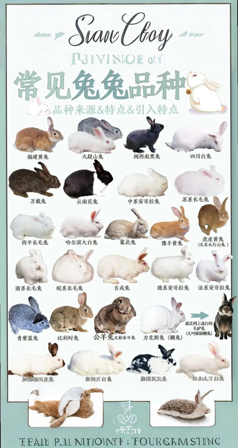 肉兔品种有哪些？哪种更优？-图1
