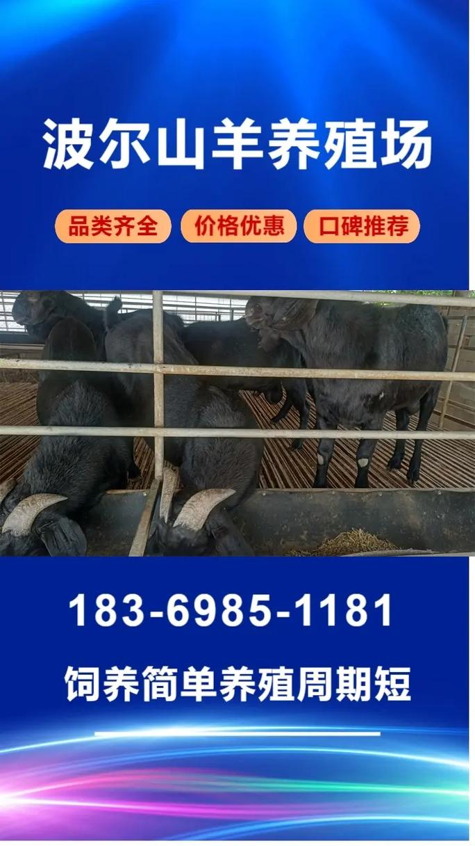 山东波尔山羊羊羔价格多少钱一只?-图1 山东波尔山羊羊羔价格多少钱一只?-图1