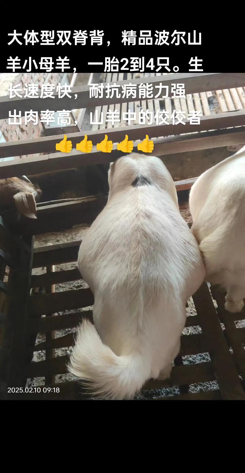 山东波尔山羊羊羔价格多少钱一只？-图3