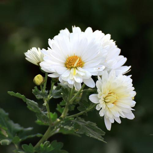 白色小菊花是什么品种?-图1 白色小菊花是什么品种?-图1