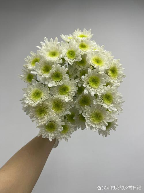 白色小菊花是什么品种?-图3 白色小菊花是什么品种?-图3