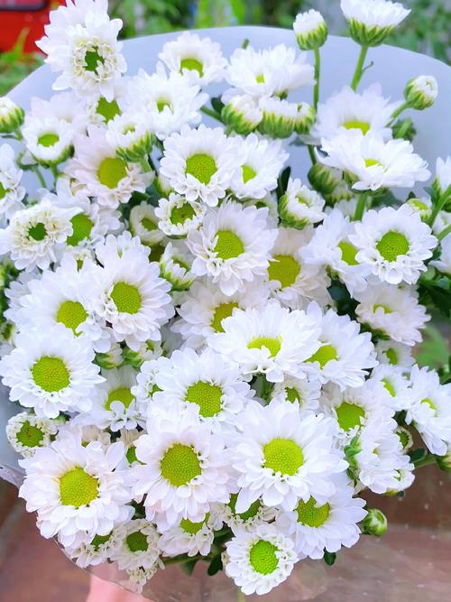 白色小菊花是什么品种?-图2 白色小菊花是什么品种?-图2