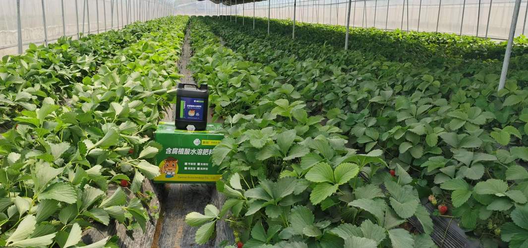 草莓大棚安装视频有哪些关键步骤？-图2