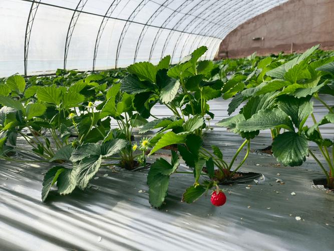 草莓大棚安装视频有哪些关键步骤？-图3