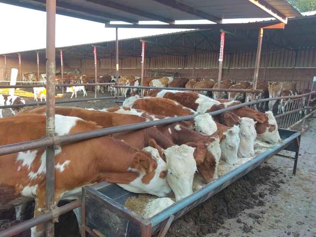 中国养殖最多的牛品种-图1