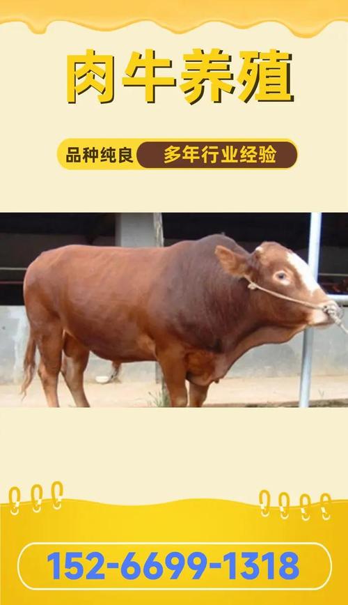 中国养殖最多的牛品种-图2