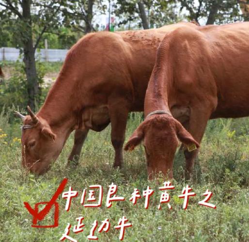 中国养殖最多的牛品种-图3