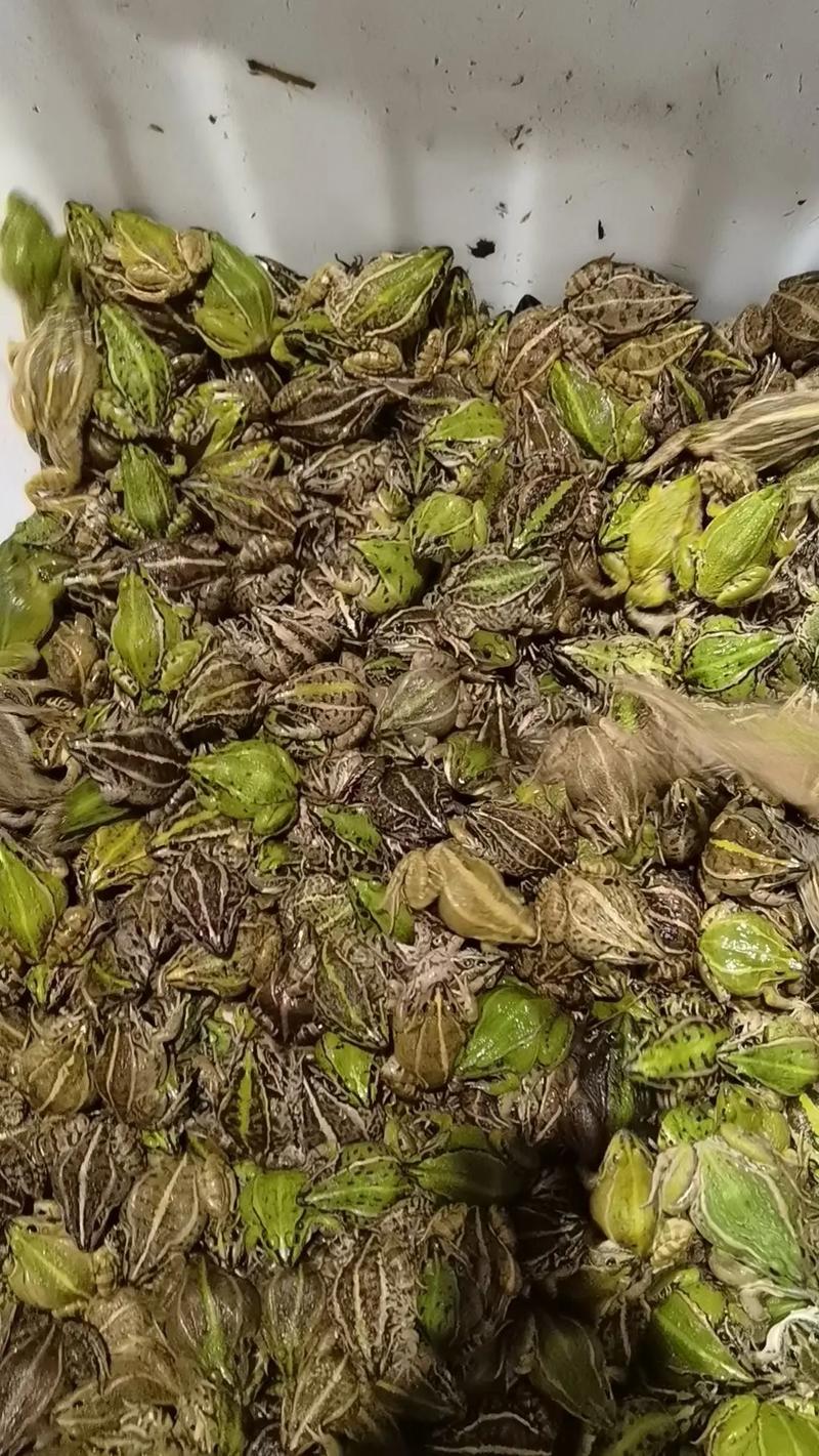 青蛙养殖成本与售价多少?-图1 青蛙养殖成本与售价多少?-图1