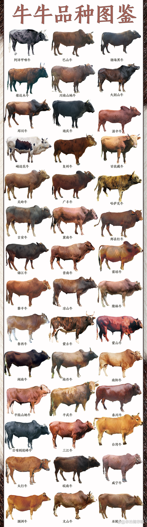黄牛什么品种的牛最大-图1 黄牛什么品种的牛最大-图1
