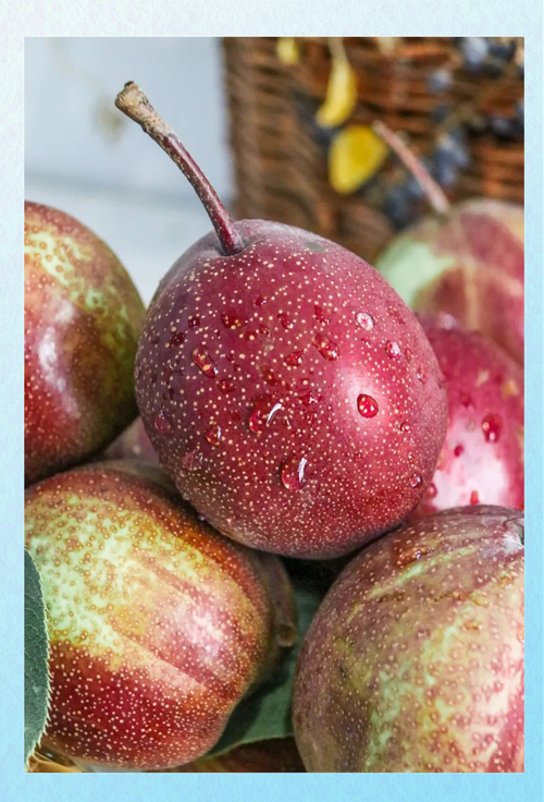 最新红梨品种有哪些？图片展示哪种最好看？-图1