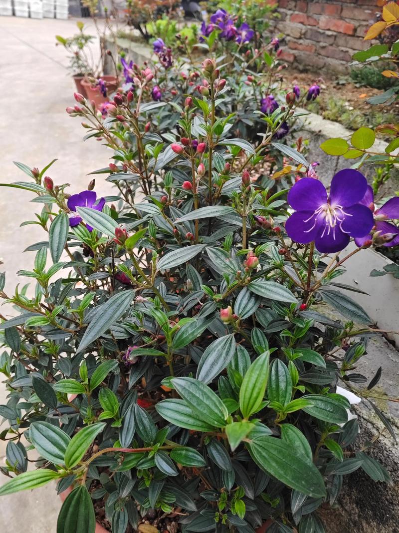 巴西茉莉养殖技术有哪些关键点？-图1