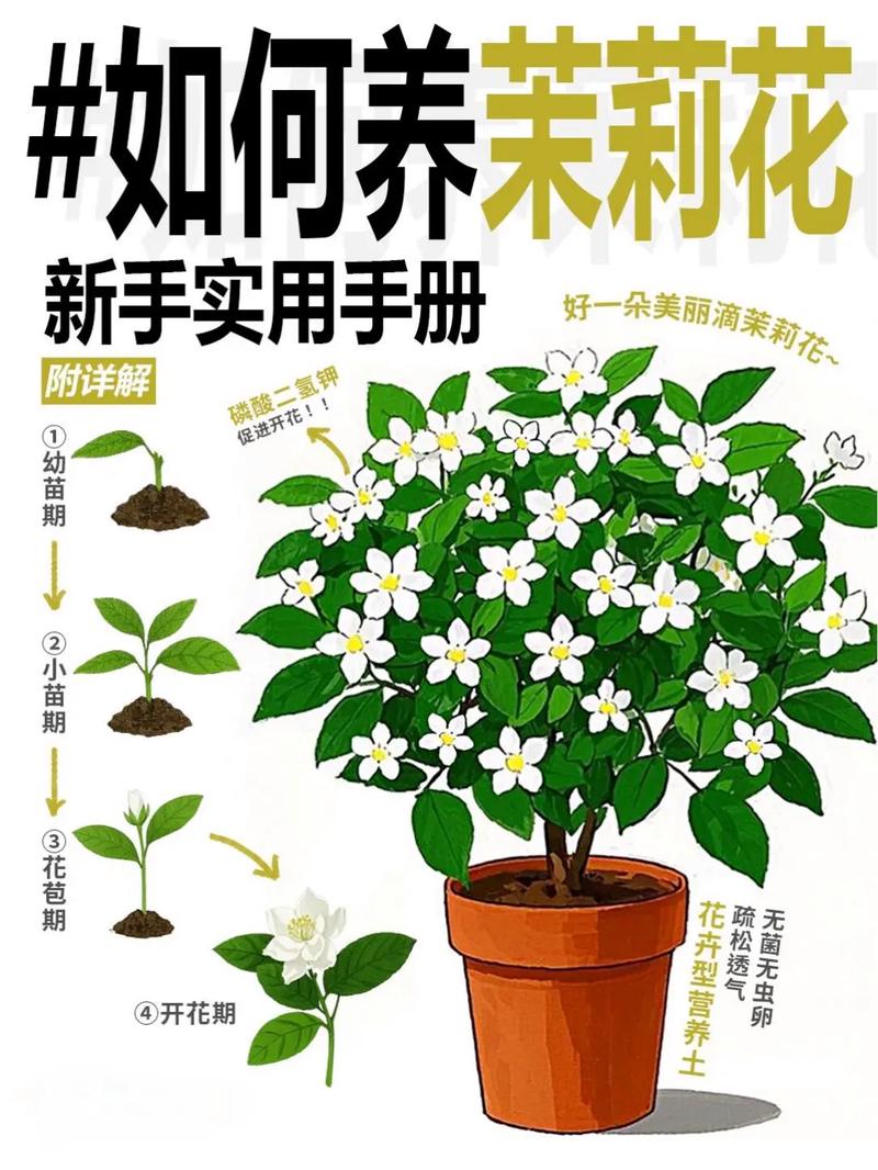 巴西茉莉养殖技术有哪些关键点？-图2