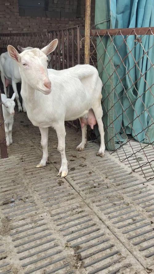 福建养奶羊，什么品种最优？-图1