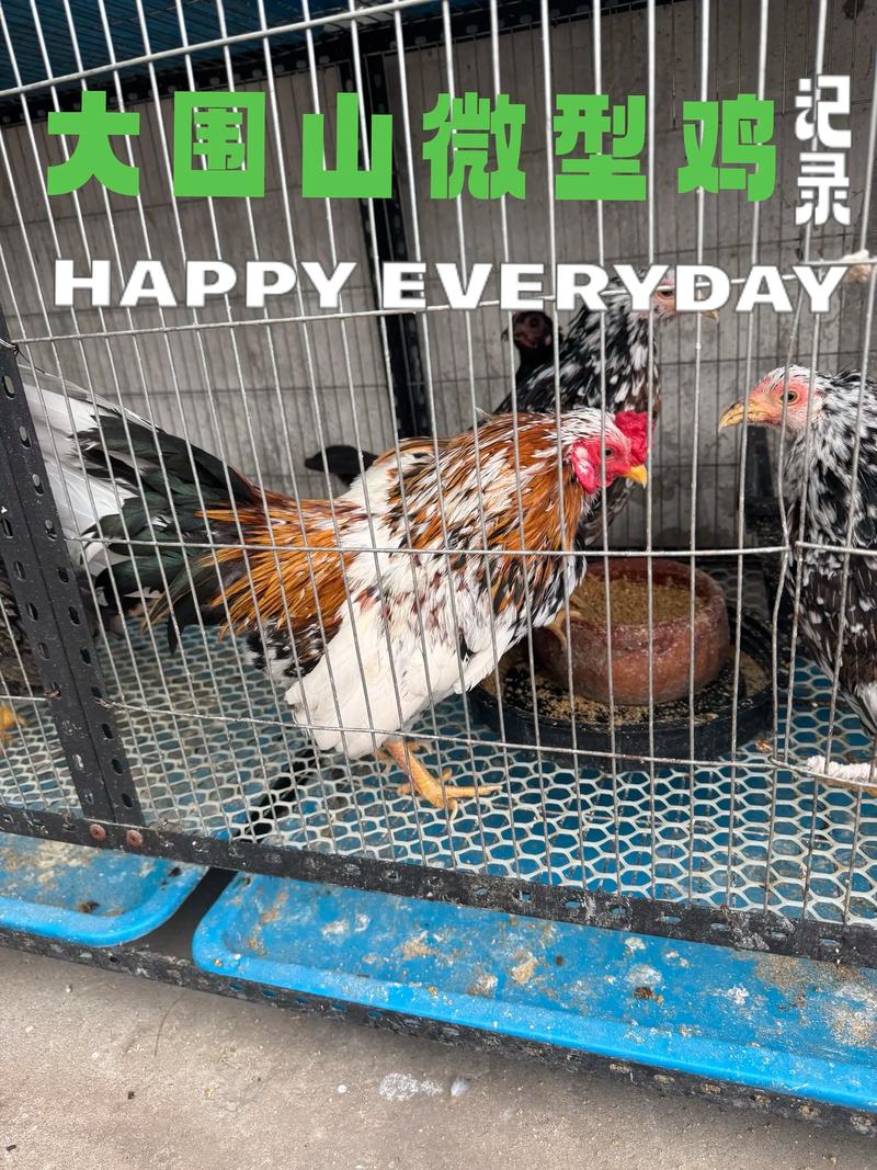大围山微型鸡价格多少?-图1 大围山微型鸡价格多少?-图1