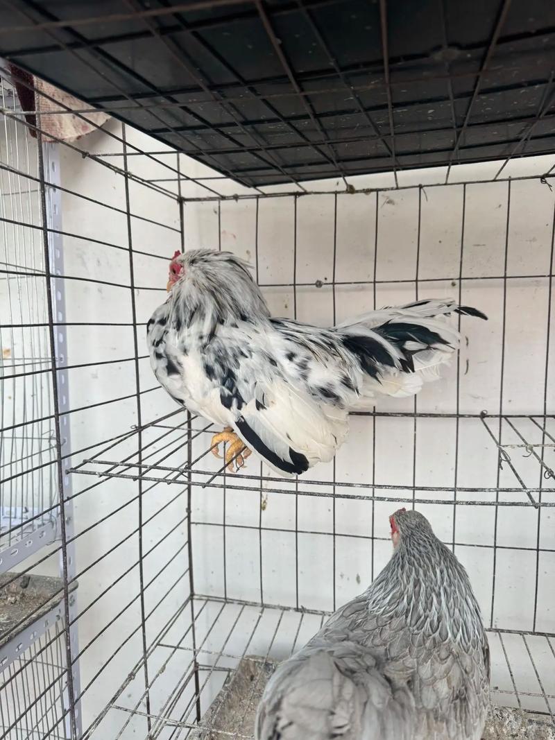 大围山微型鸡价格多少？-图2