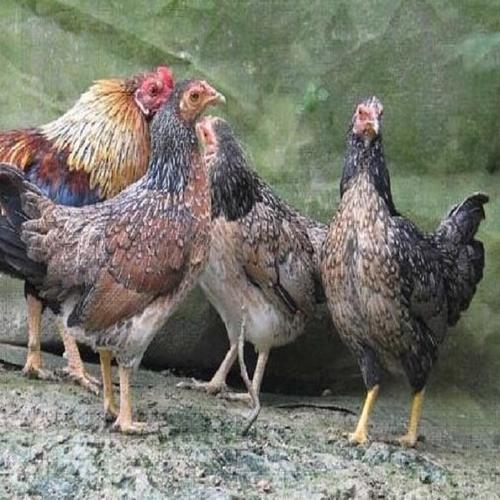 大围山微型鸡价格多少?-图3 大围山微型鸡价格多少?-图3