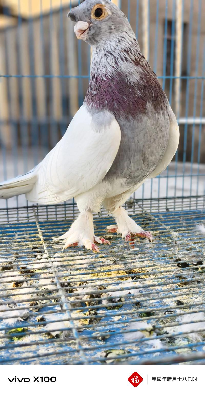 北京鸽子养殖加盟价格多少?-图2 北京鸽子养殖加盟价格多少?-图2