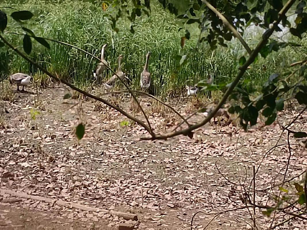 鹅猪适合牧草养殖的品种有哪些?-图1 鹅猪适合牧草养殖的品种有哪些?-图1