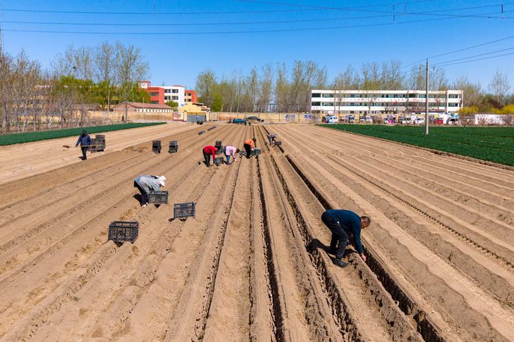 山西临汾山药种植技术有哪些关键要点?-图1 山西临汾山药种植技术有哪些关键要点?-图1