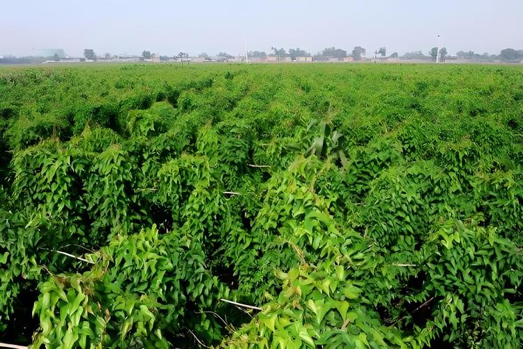 山西临汾山药种植技术有哪些关键要点?-图2 山西临汾山药种植技术有哪些关键要点?-图2