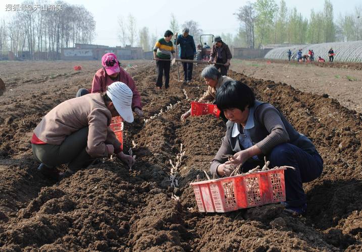 山西临汾山药种植技术有哪些关键要点?-图3 山西临汾山药种植技术有哪些关键要点?-图3