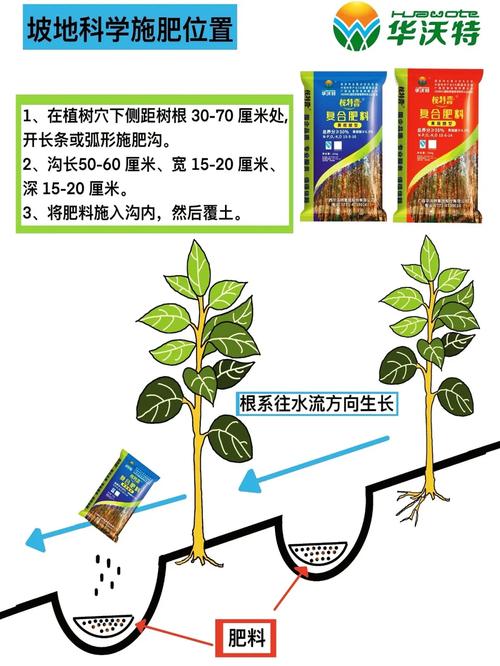 快速桉树育苗技术如何高效应用?-图1 快速桉树育苗技术如何高效应用?-图1