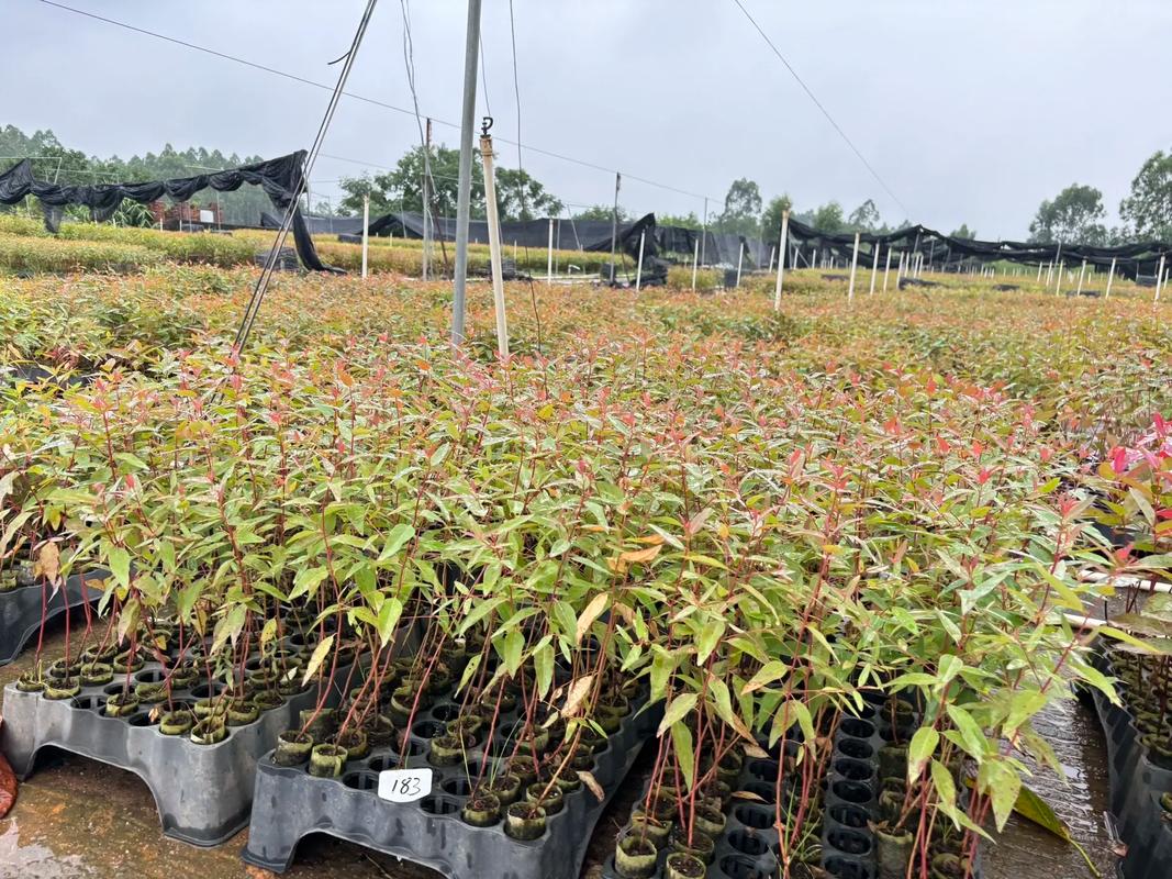 快速桉树育苗技术如何高效应用?-图2 快速桉树育苗技术如何高效应用?-图2