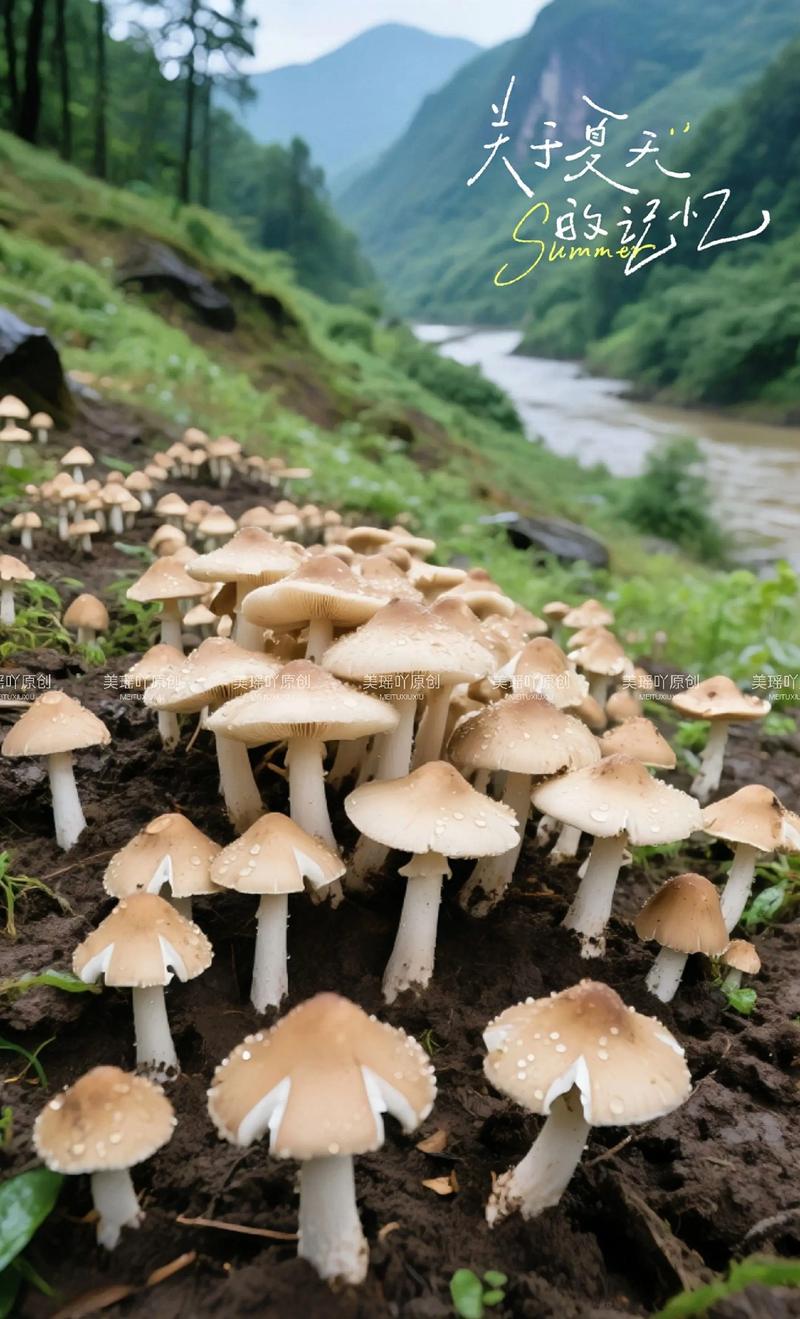 农村个体蘑菇种植技术要点有哪些?-图1 农村个体蘑菇种植技术要点有哪些?-图1