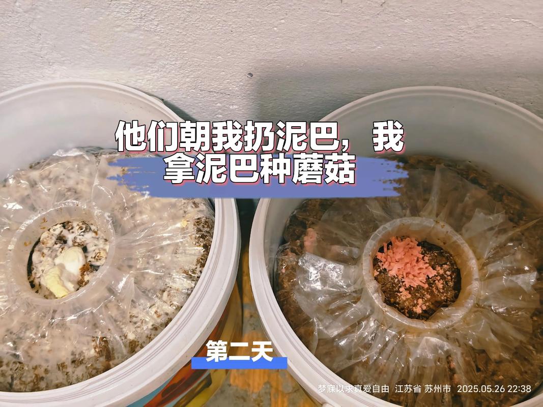 农村个体蘑菇种植技术要点有哪些?-图3 农村个体蘑菇种植技术要点有哪些?-图3