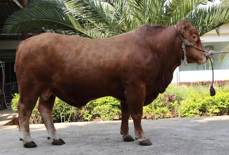 中国本土肉牛品种，哪些排名靠前？-图3