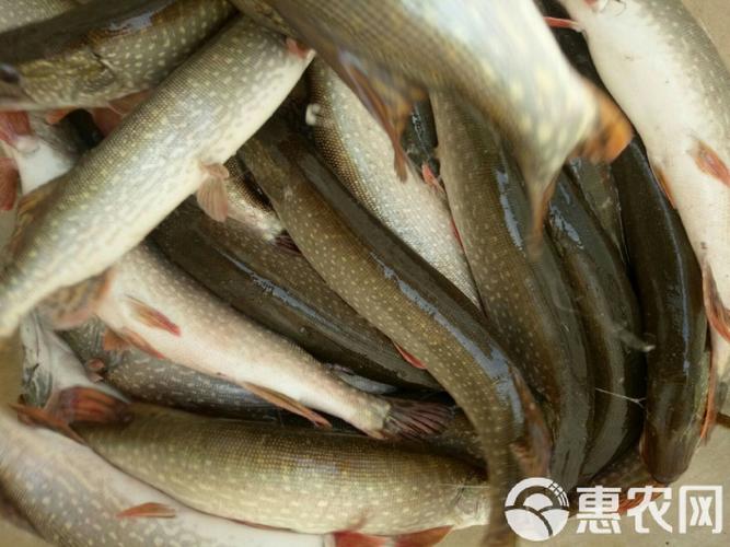 云南白斑狗鱼养殖技术-图2