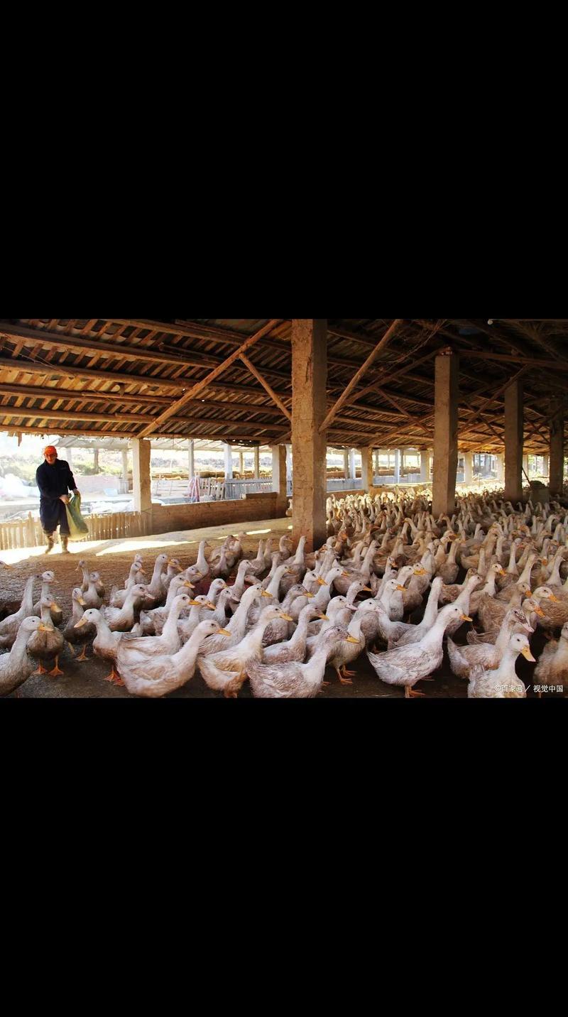 2025淘汰种鸭价格会跌还是涨？-图2