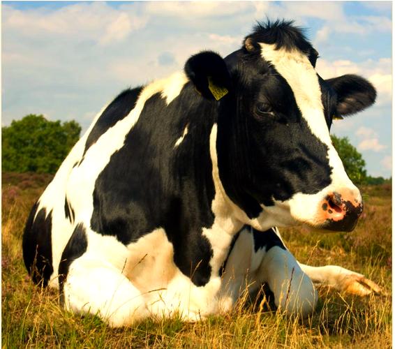 奶牛品种哪些最好？-图1