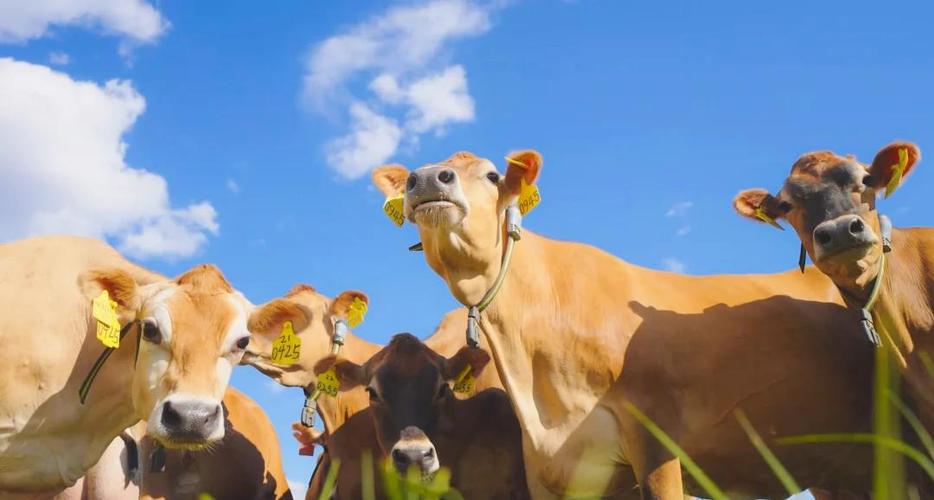 奶牛品种哪些最好？-图2