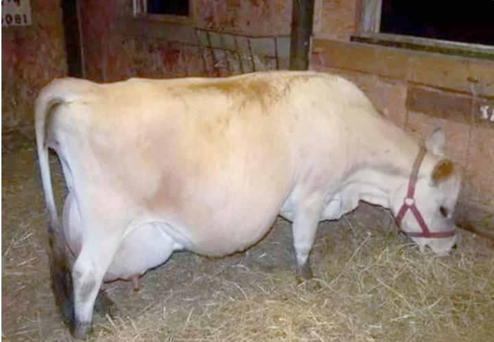 奶牛品种哪些最好？-图3