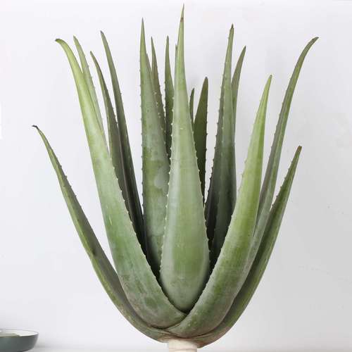 芦荟品种众多，到底哪个才是最好的？-图2