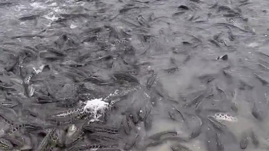 东营黑鱼养殖技术视频，如何高效掌握核心要点？-图2