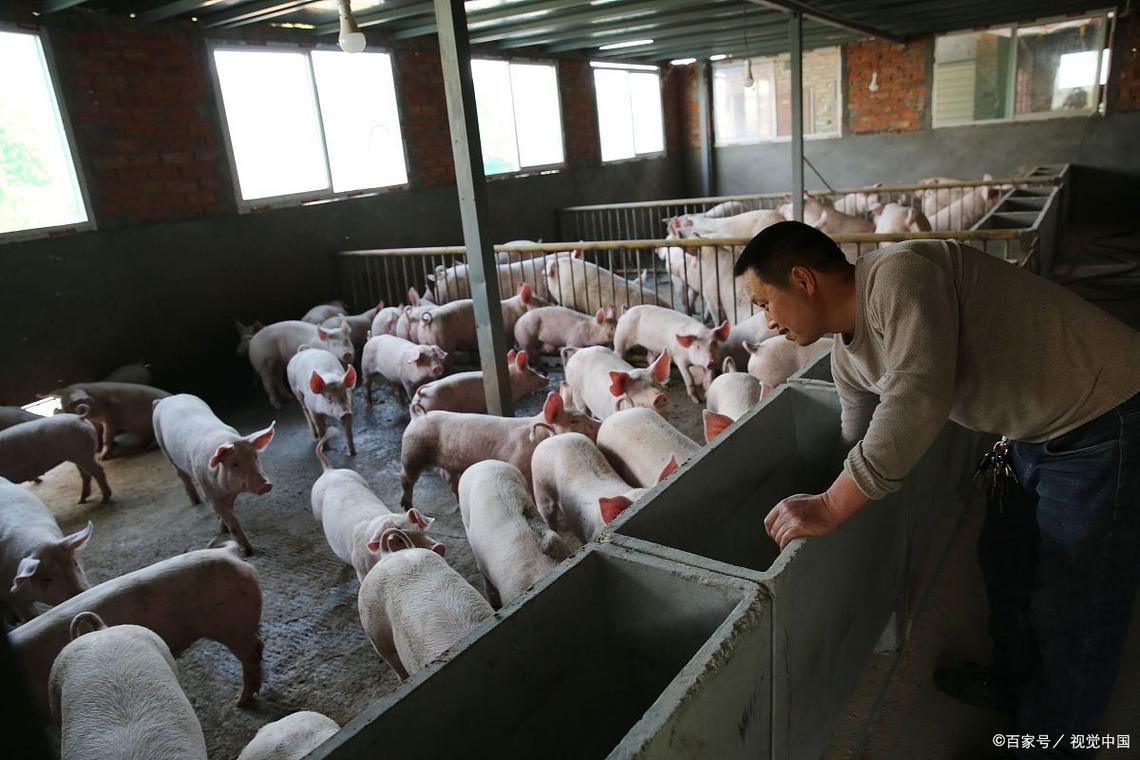 山猪养殖技术视频有哪些要点?-图1 山猪养殖技术视频有哪些要点?-图1