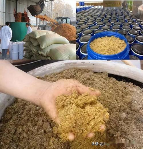 发酵养猪技术图片，如何高效种草？-图2