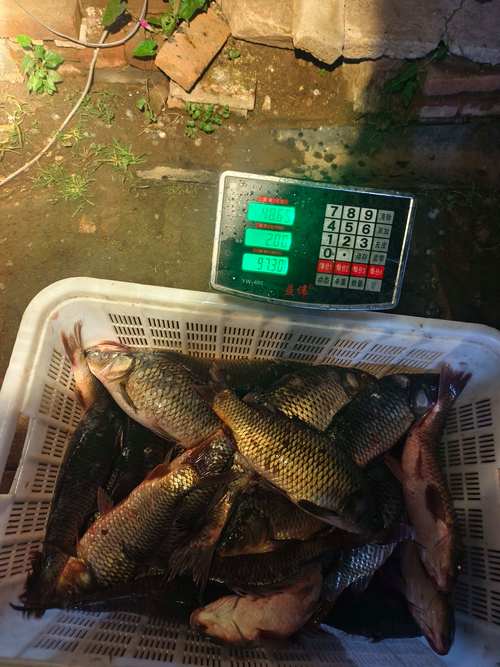 荆州鲤鱼批发价今日多少？-图1