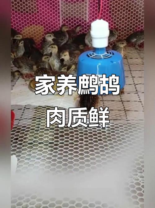 中华鹧鸪人工养殖技术难点有哪些？-图2