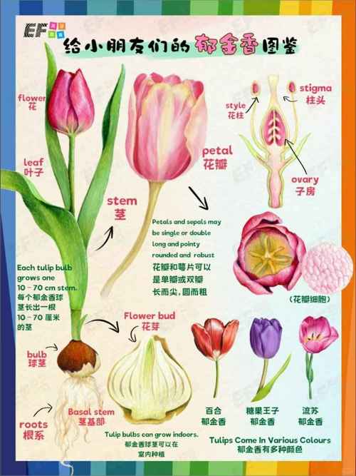 郁金香品种分类标准有哪些？-图1