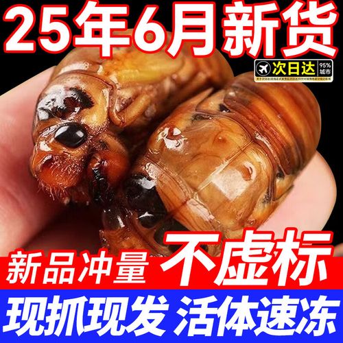 2025年知了猴价格会涨还是跌？-图3