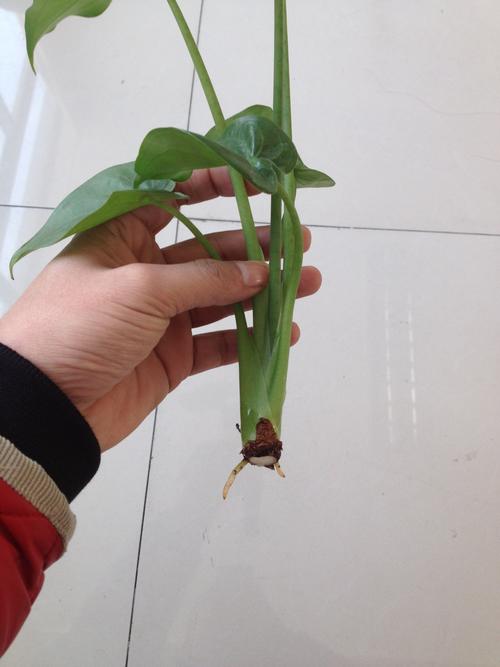 滴水观音切断繁殖技术-图2