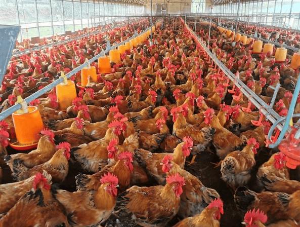 肉鸡生态养殖如何保障安全？-图1